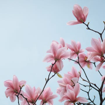 blooming magnolia flowers