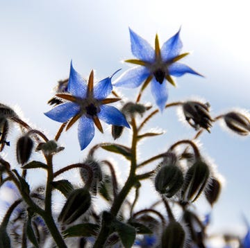 borage oil skin benefits